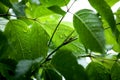 Green leaves with raindrops background