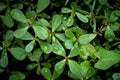 Green leaves with raindrops background