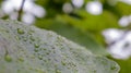 Green leaves with raindrops. Beautiful green natural blurred background with copy space. Close-up shot with selective focus on Royalty Free Stock Photo