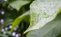 Green leaves with raindrops. Beautiful green natural blurred background with copy space. Close-up shot with selective focus on Royalty Free Stock Photo