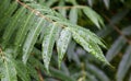 Green leaves with raindrops. Beautiful green natural blurred background with copy space. Close-up shot with selective focus on Royalty Free Stock Photo