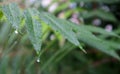 Green leaves with raindrops. Beautiful green natural blurred background with copy space. Close-up shot with selective focus on Royalty Free Stock Photo