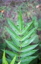 Green leaves with raindrops. Beautiful green natural blurred background with copy space. Close-up shot with selective focus on Royalty Free Stock Photo