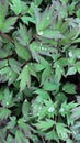 Green leaves in raindrops full frame Royalty Free Stock Photo