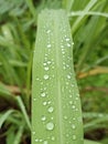 green leaves with raindrops on the surface