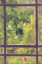 Green leaves on rainy window