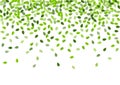 Green Leaves Realistic Vector Brochure. Swirl Royalty Free Stock Photo