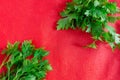 Green leaves on red background. Two fresh parsley bunches on contrast vivid fabric. Spring and summer healthy diet food concept