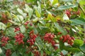 Green leaves and red berries of Berberis vulgaris