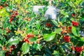 Holly with red berries, partly covered with snow Royalty Free Stock Photo