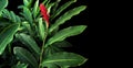 Green leaves with red flower bloom of red ginger Alpinia purpur Royalty Free Stock Photo