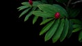 Green leaves with red flower bloom of red ginger Alpinia purpur Royalty Free Stock Photo