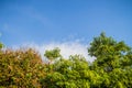 Green leaves and red flowers frame with blue sky background and Royalty Free Stock Photo