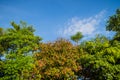 Green leaves and red flowers frame with blue sky background and Royalty Free Stock Photo