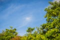 Green leaves and red flowers frame with blue sky background and Royalty Free Stock Photo