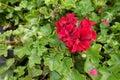 Green leaves and red flowers of ivy-leaved pelargonium