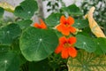 Green leaves and red flowers and round leaves