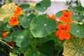 Green leaves and red flowers and round leaves