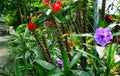 Green leaves and red flowers and round leaves