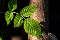 Green leaves of Red raspberry, Rubus idaeus top view. Close up. Selective focus. The texture of the raspberry leaf. Royalty Free Stock Photo