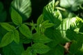 Green leaves of Red raspberry, Rubus idaeus top view. Close up. Selective focus. The texture of the raspberry leaf. Royalty Free Stock Photo