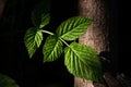 Green leaves of Red raspberry, Rubus idaeus top view. Close up. Selective focus. The texture of the raspberry leaf Royalty Free Stock Photo