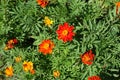 Green leaves and red and yellow flowers of Tagetes patula Royalty Free Stock Photo