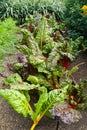 The green leaves with red and yellow stems of Swiss Chard \'Bright Lights