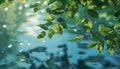 Green leaves reflect in tranquil pond, nature vibrant beauty
