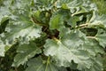 Green leaves of the rhubarb plant used in the preparation of healthy beverages. Agriculture Royalty Free Stock Photo