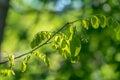 Green leaves of Robinia pseudoacacia