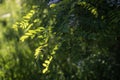 Green leaves of the robinia tree in the garden and gantle sunlight