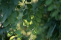 Green leaves of the robinia tree in park