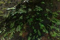 Green leaves on rock background, top view. Natural background texture Royalty Free Stock Photo