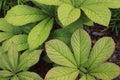 Green leaves of Rodgersia aesculifolia plant in garden.