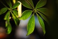 Green leaves dark art photo