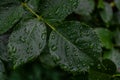 Green leaves of rose with drops of water after rain close-up Royalty Free Stock Photo