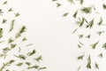 Green leaves rosemary herb pattern frame on white background.