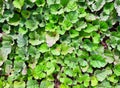 Green leaves round cut shape indian farm texture Royalty Free Stock Photo