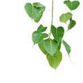 Green Leaves of Sacred Bodhi, Peepal Tree Isolated on White Background