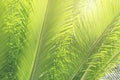Green Leaves of Sago Cycad Tree Natural Pattern Background Royalty Free Stock Photo