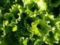 Green leaves of a salad close-up Royalty Free Stock Photo