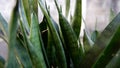 Green leaves of Sanseviera trifasciata