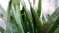 Green leaves of Sanseviera trifasciata