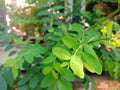 Green leaves of Sauropus adrogynus plant