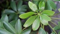 Green leaves of schefflera grandiflora or walisongo plants Royalty Free Stock Photo