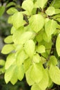 Green leaves of schisandra on branches. Schisandra thickets without fruits