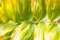 Green leaves screen background Royalty Free Stock Photo