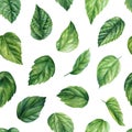 Green leaves seamless pattern, exotic tropical plants, jungle wallpaper. Watercolor botanical pattern, hibiscus leaf