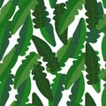 Green leaves seamless pattern on white background Royalty Free Stock Photo